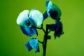 Phalaenopsis /ÃÅblue / Blume 1825, known as moth orchids, abbreviated Phal in the horticultural trade,[2] an orchid Royalty Free Stock Photo